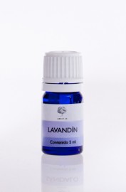 Lavandin - Lavandula burnatii x clone grosso, abrialis & super · Bio